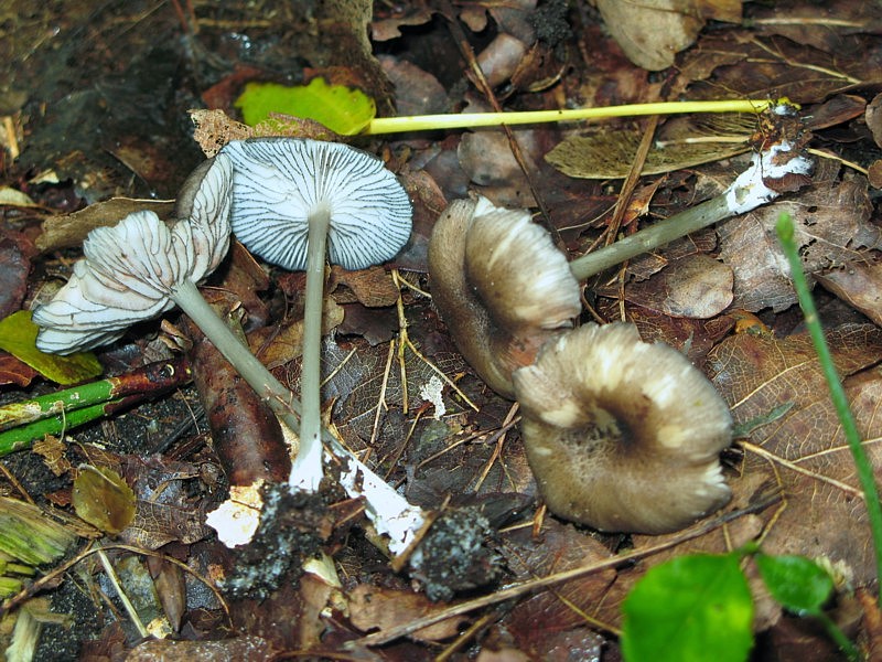 Entoloma querquedula (door Martijn Oud)