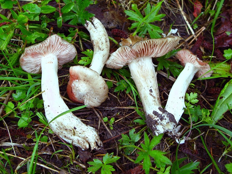 Entoloma sepium (door Martijn Oud)