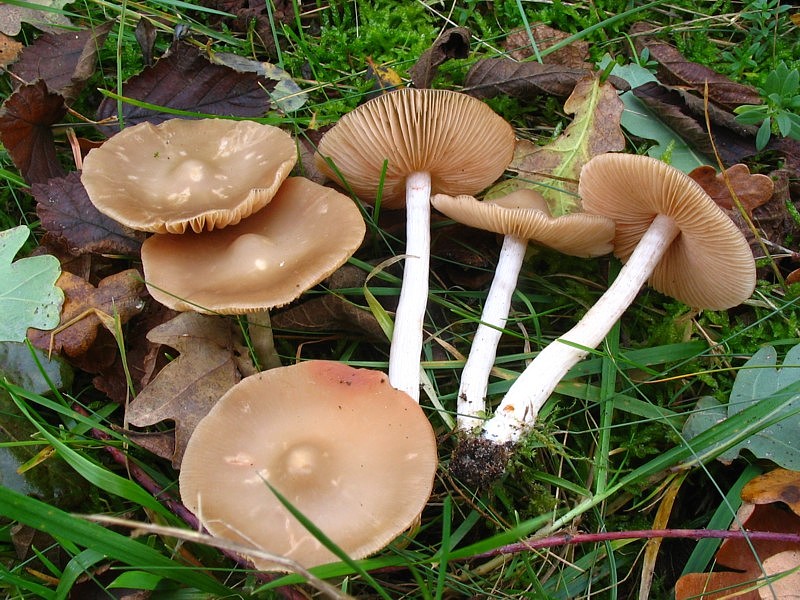 Entoloma sericatum f. saliciphilum (door Martijn Oud)