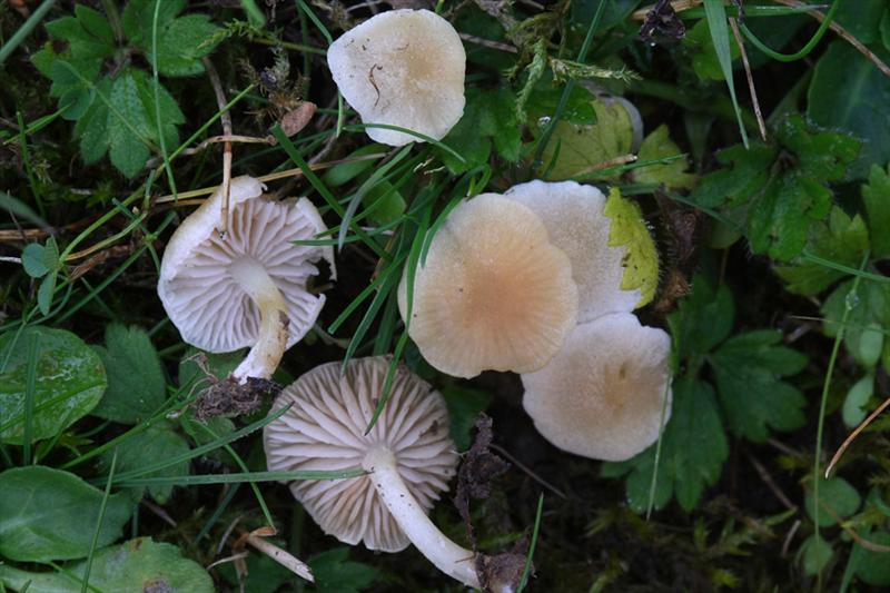 Entoloma sericellum (door Menno Boomsluiter)