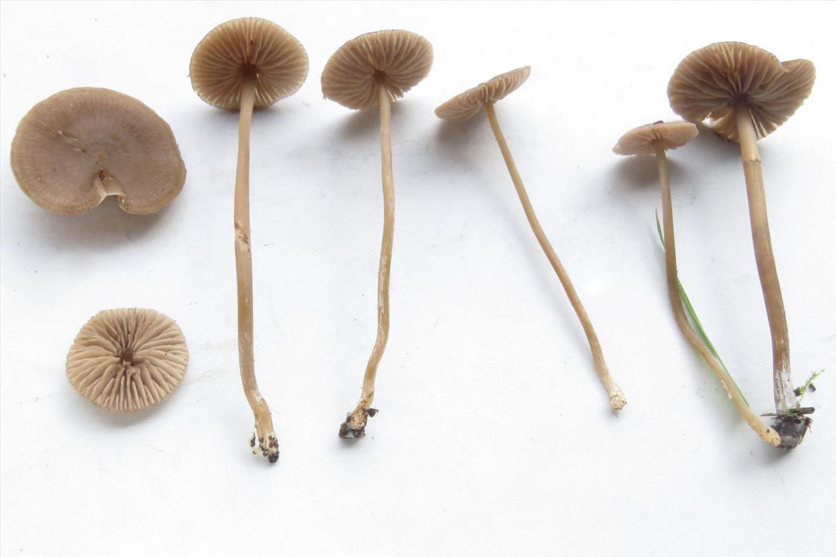 Entoloma simulans (door Machiel (Chiel) Noordeloos)