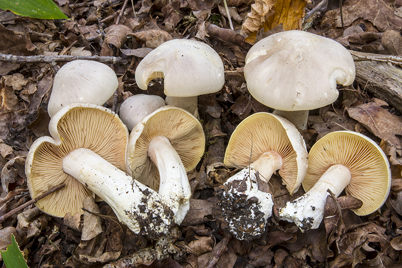 Entoloma sinuatum (door Nico Dam)