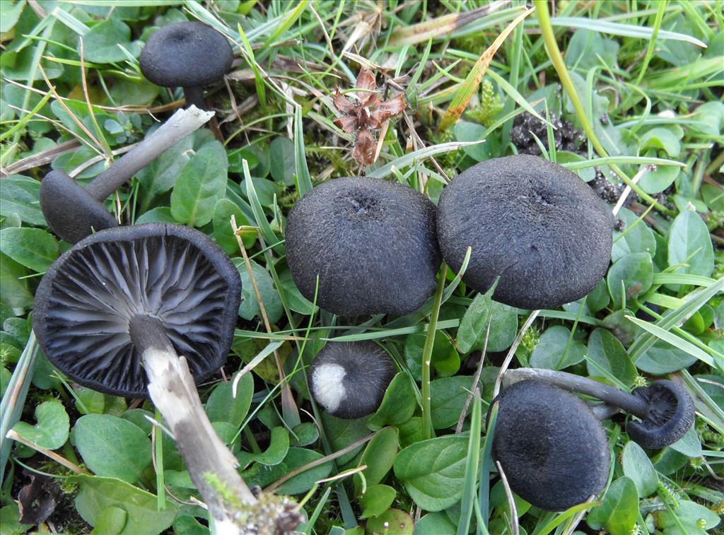 Entoloma serrulatum (door Anneke van der Putte)