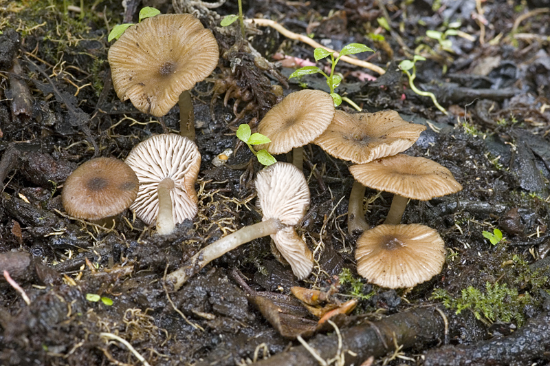 Entoloma caccabus (door Nico Dam)