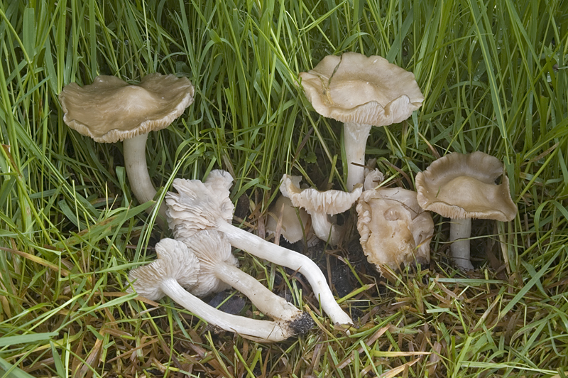 Entoloma clypeatum (door Nico Dam)