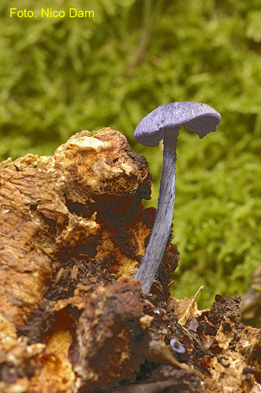 Entoloma euchroum (door Nico Dam)