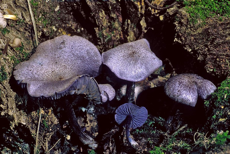 Entoloma euchroum (door Henk Huijser)