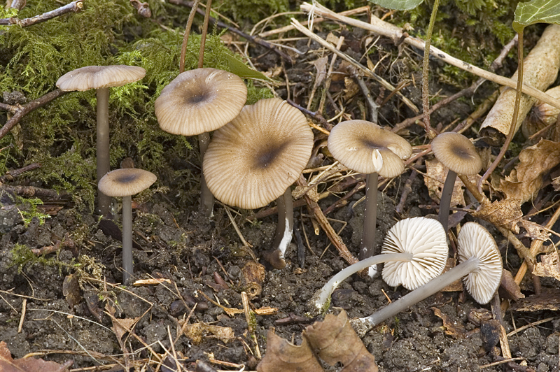 Entoloma exile (door Nico Dam)