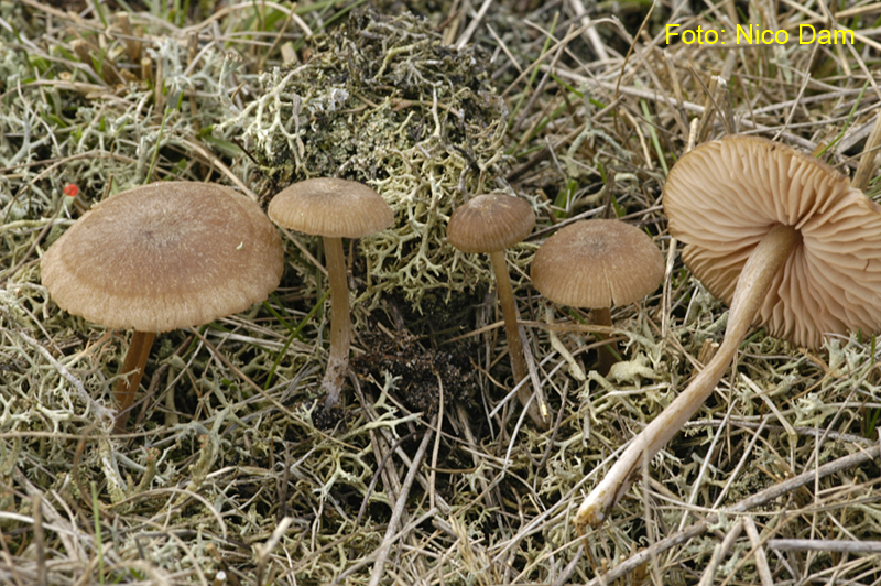 Entoloma fernandae (door Nico Dam)