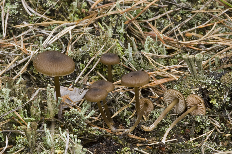 Entoloma fernandae (door Nico Dam)