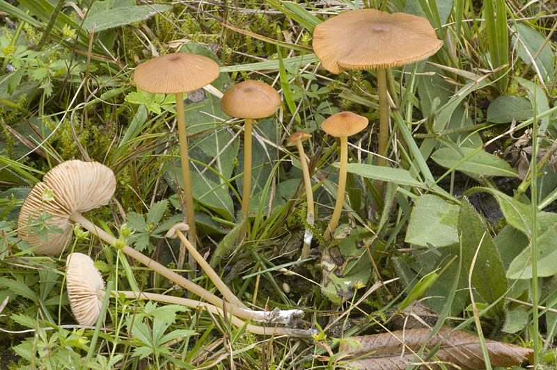 Entoloma formosum (door Nico Dam)