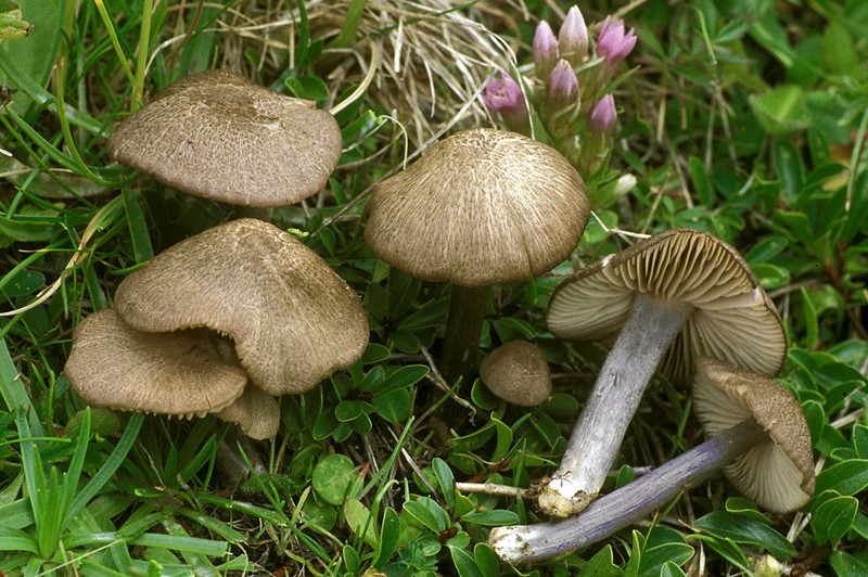 Entoloma griseocyaneum (door Henk Huijser)