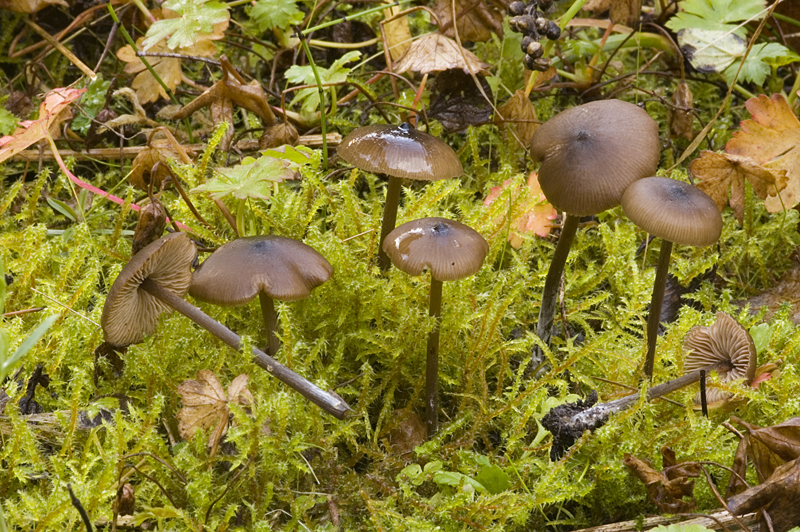 Entoloma hebes (door Nico Dam)