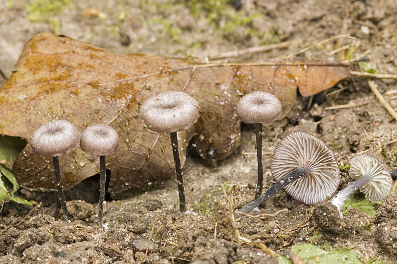 Entoloma incarnatofuscescens (door Nico Dam)