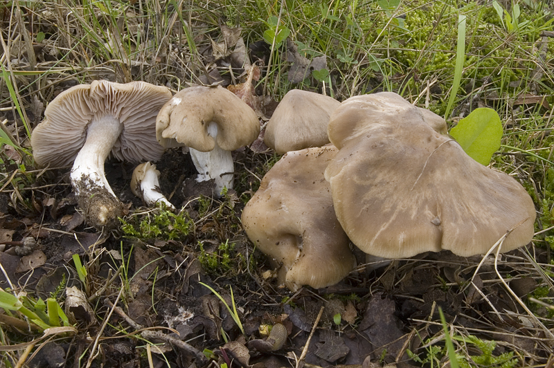 Entoloma lividoalbum (door Nico Dam)