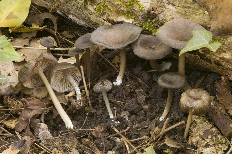 Entoloma nausiosme (door Nico Dam)