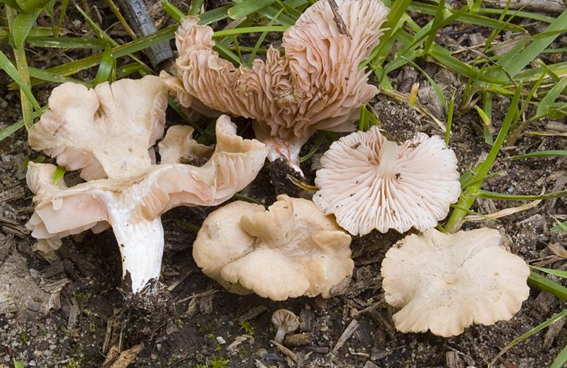 Entoloma neglectum (door Nico Dam)