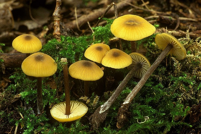 Entoloma pleopodium (door Henk Huijser)