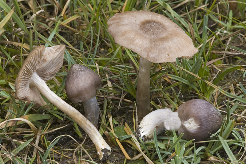 Entoloma prunuloides (door Nico Dam)