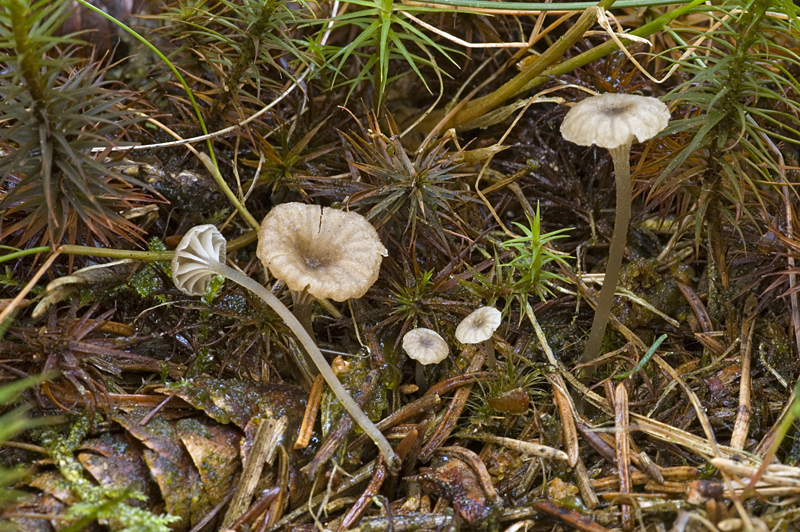 Entoloma rhodocylix (door Nico Dam)