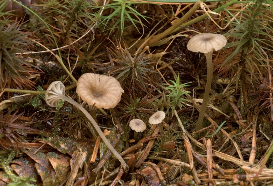 Entoloma rhodocylix (door Nico Dam)