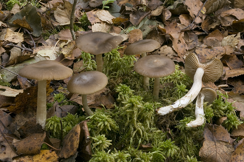 Entoloma rhodopolium var. rhodopolium (door Nico Dam)