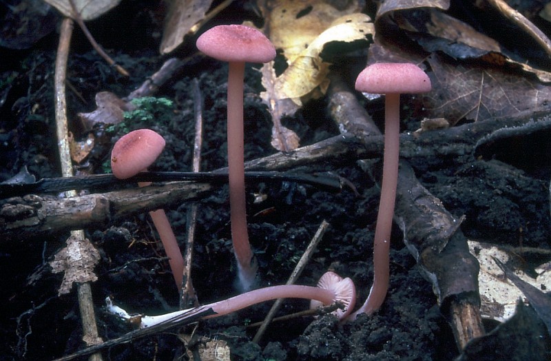 Entoloma roseum (door Leon Raaijmakers)