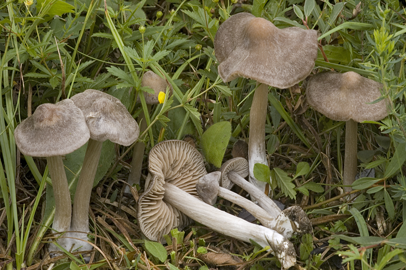 Entoloma sacchariolens (door Nico Dam)