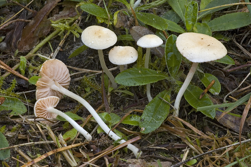 Entoloma sericellum (door Nico Dam)