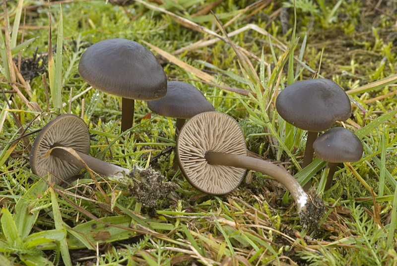 Entoloma sericeum var. sericeum (door Nico Dam)