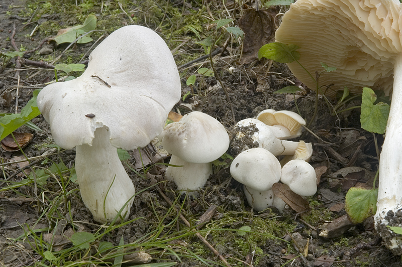 Entoloma sinuatum (door Nico Dam)