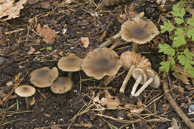 Entoloma sordidulum (door Nico Dam)