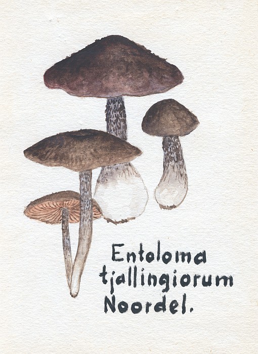 Entoloma tjallingiorum (door Nico Hubbeling)