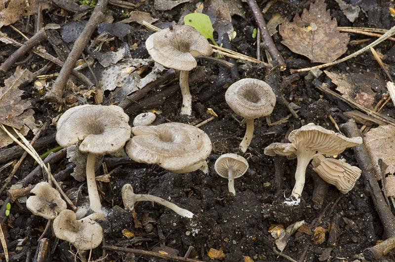 Entoloma undatum (door Nico Dam)