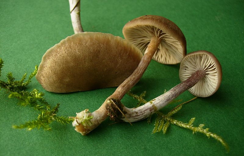 Entoloma vinaceum var. violeipes (door Bernhard de Vries)