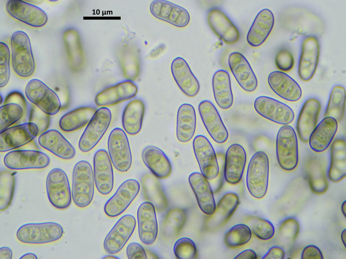 Eopyrenula avellanae (door Henk-Jan van der Kolk)