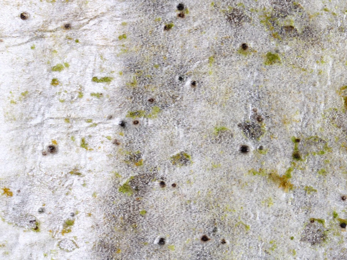Eopyrenula grandicula (door Henk-Jan van der Kolk)