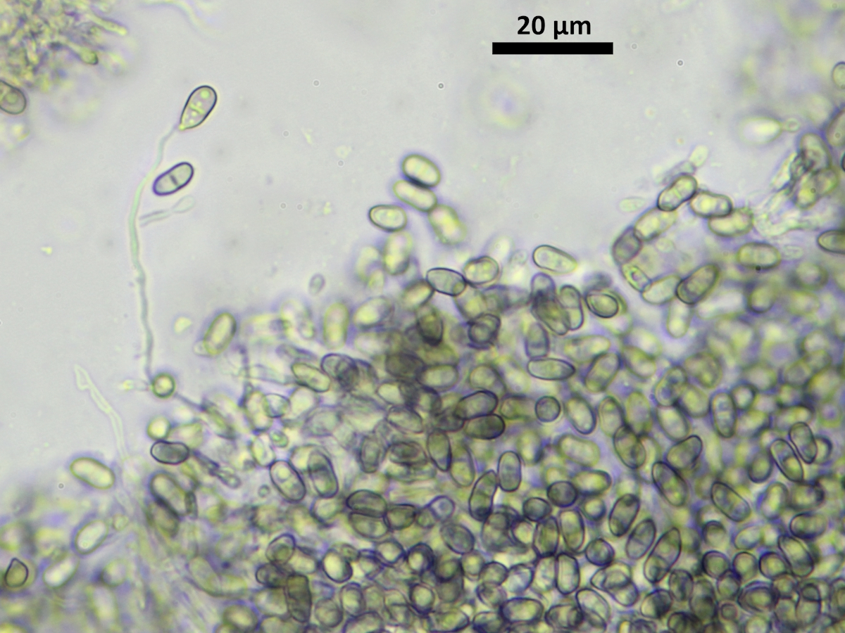 Eopyrenula leucoplaca (door Henk-Jan van der Kolk)