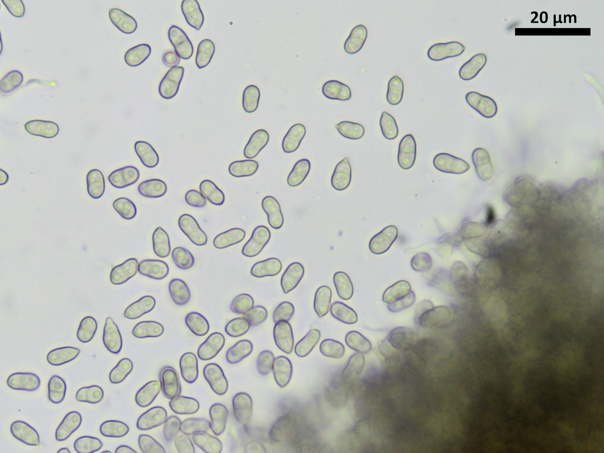 Eopyrenula leucoplaca (door Henk-Jan van der Kolk)