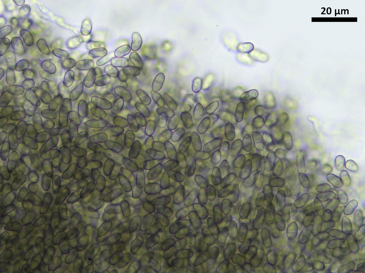 Eopyrenula leucoplaca (door Henk-Jan van der Kolk)