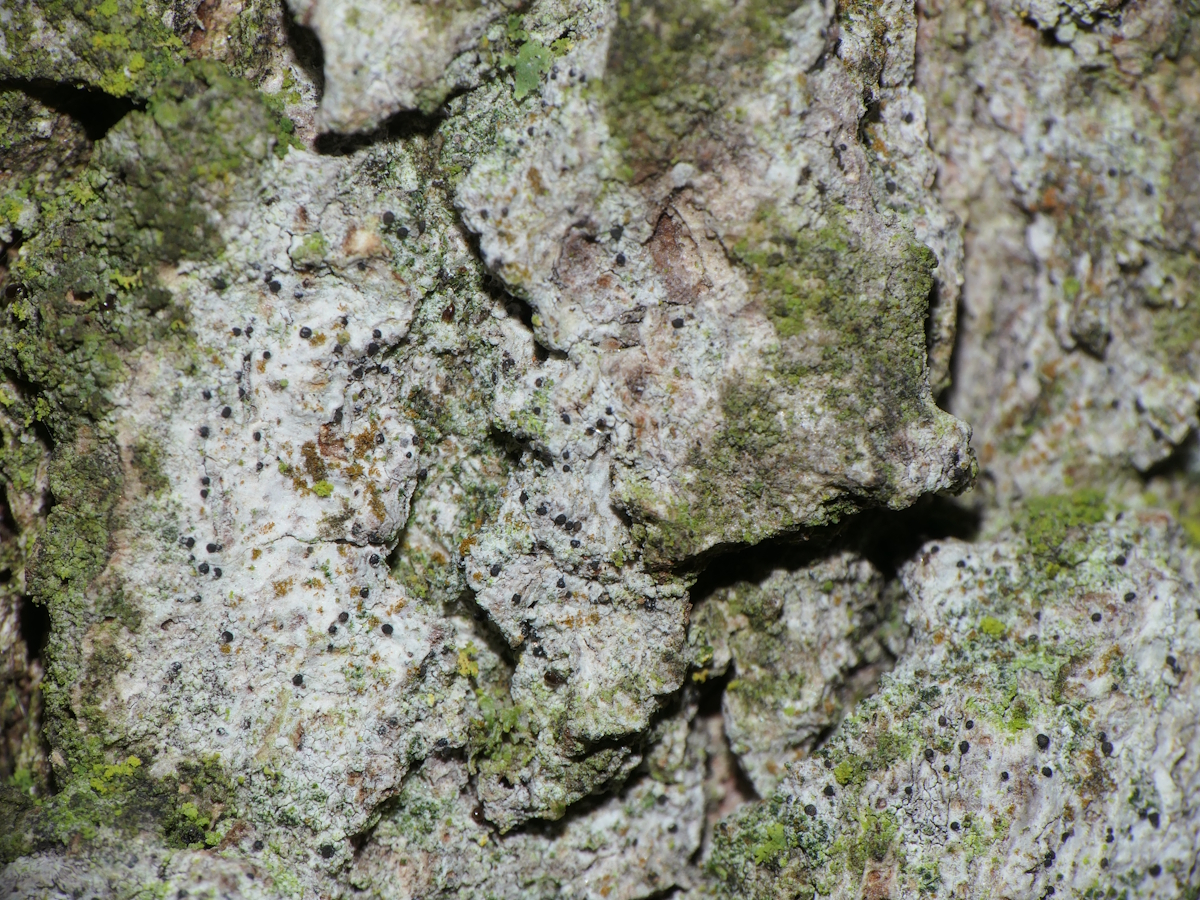Eopyrenula leucoplaca (door Henk-Jan van der Kolk)