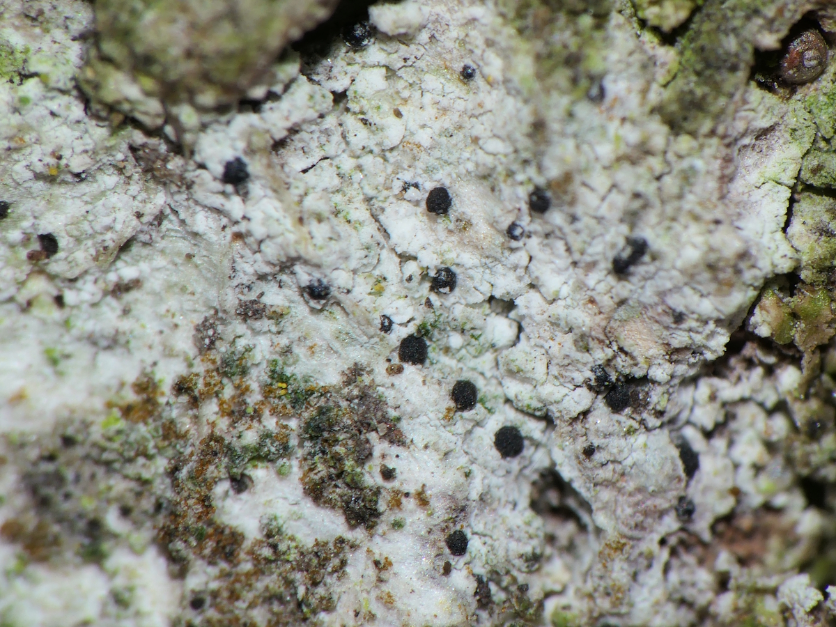 Eopyrenula leucoplaca (door Henk-Jan van der Kolk)