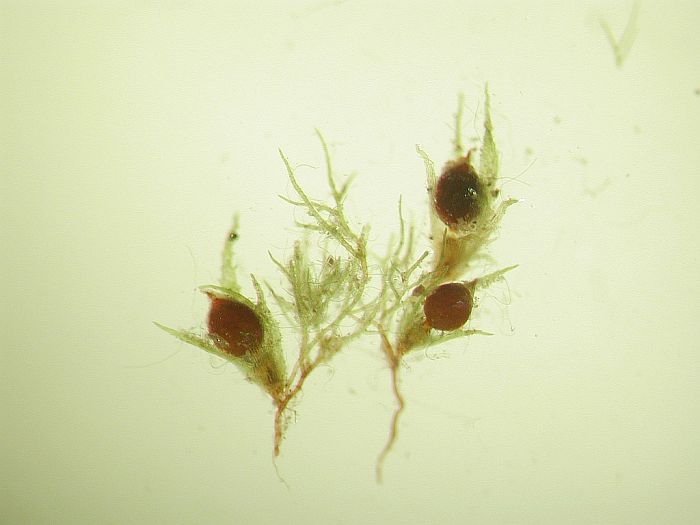Ephemerum serratum var. minutissimum (door Michael Lueth (www.milueth.de))