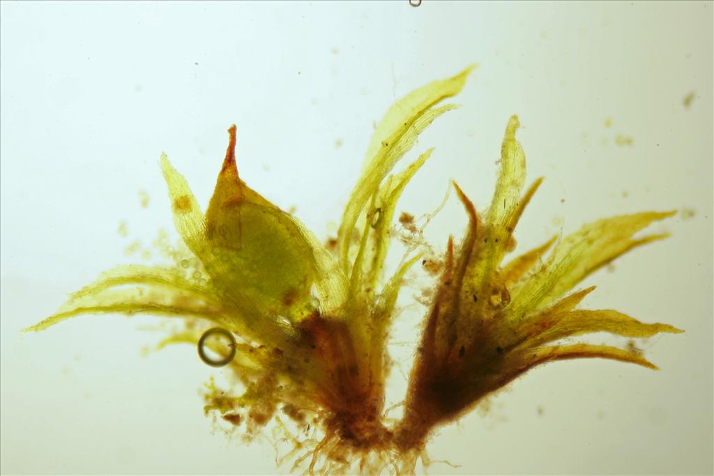 Ephemerum recurvifolium (door Jan Kersten)