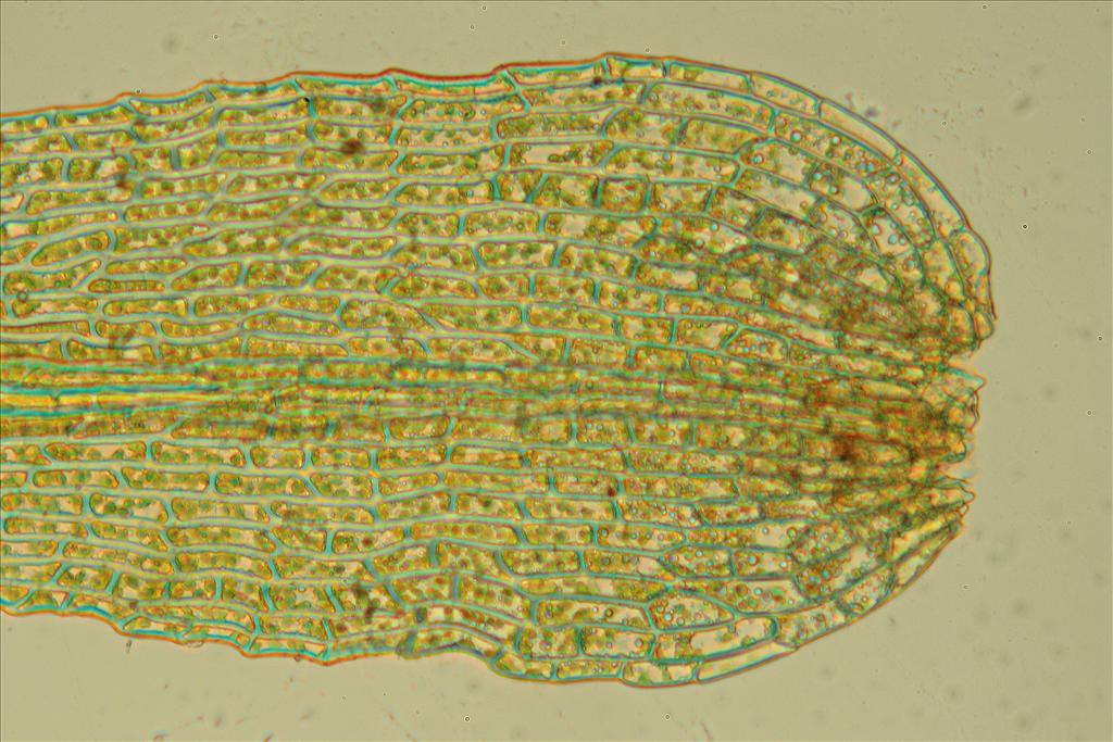 Ephemerum recurvifolium (door Jan Kersten)