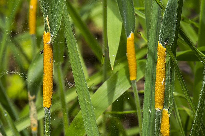 Epichloë typhina subsp. clarkii (door Nico Dam)