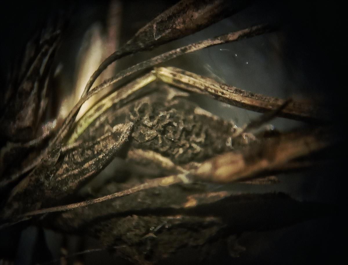 Epicoccum andropogonis (door Aldert Gutter)