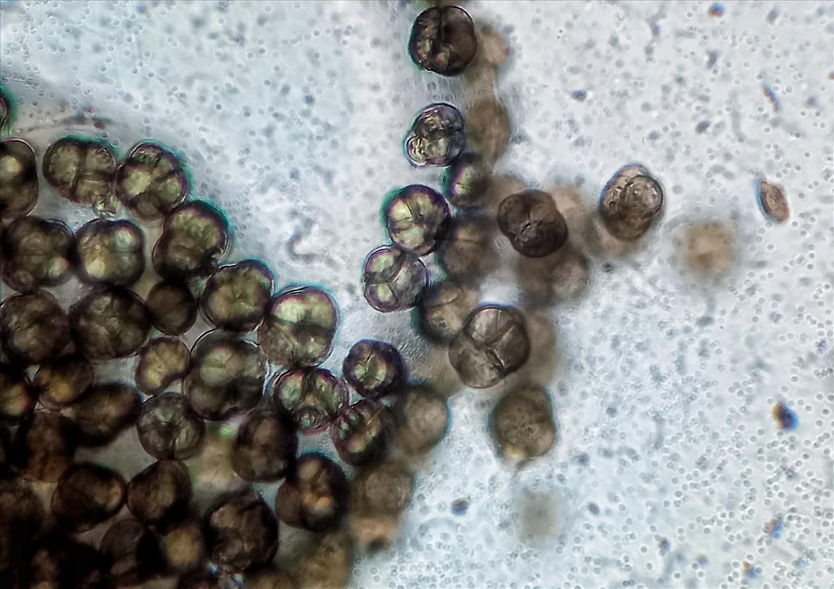 Epicoccum andropogonis (door Aldert Gutter)
