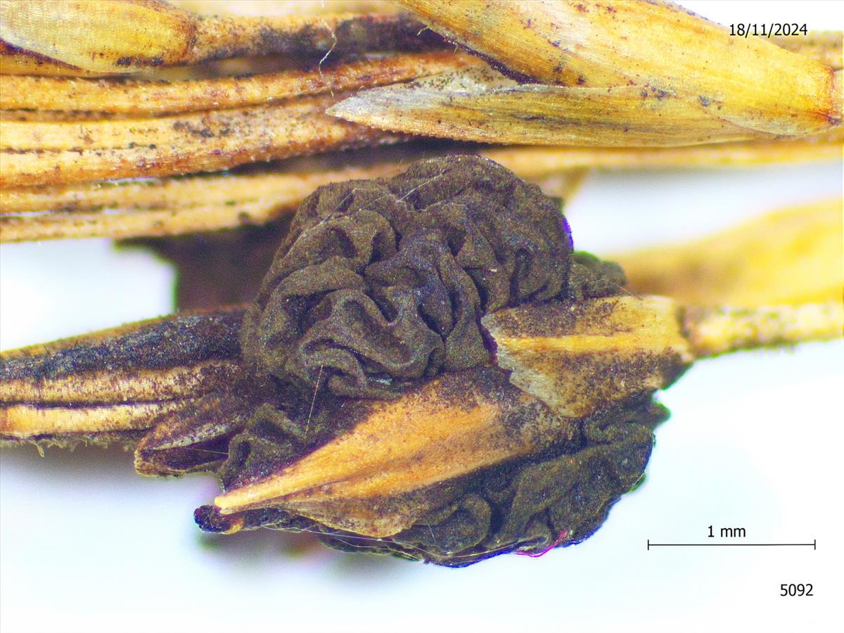 Epicoccum andropogonis (door Eduard Osieck)