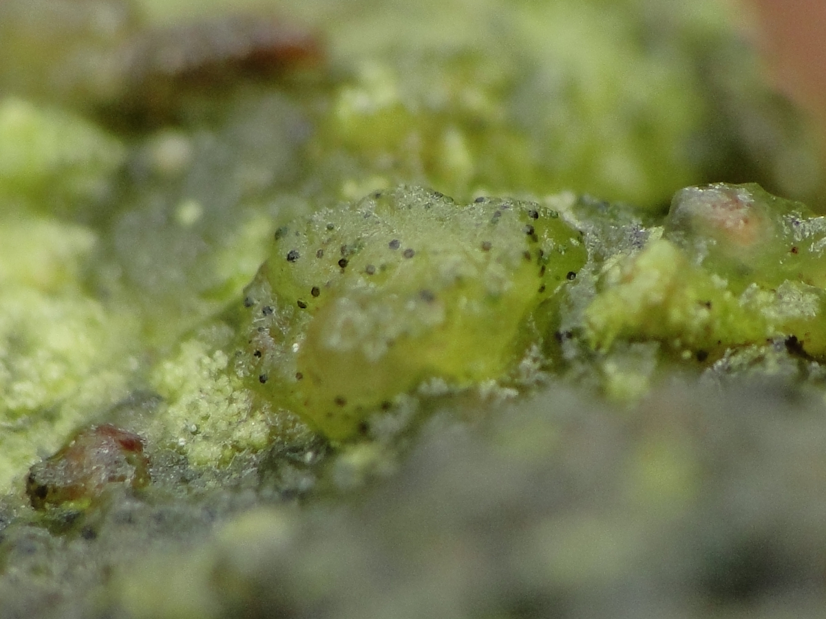 Epigloea bactrospora (door Henk-Jan van der Kolk)